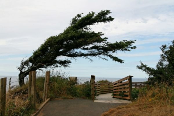 Ecola State Park Baum
