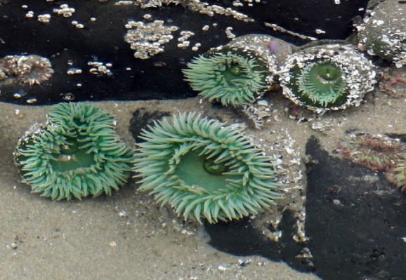 Seeanemonen
