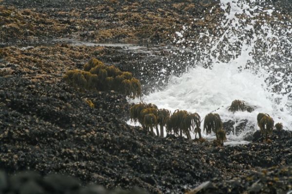 Cape Perpetua

