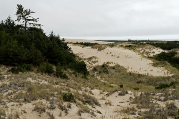Oregon Dunes
