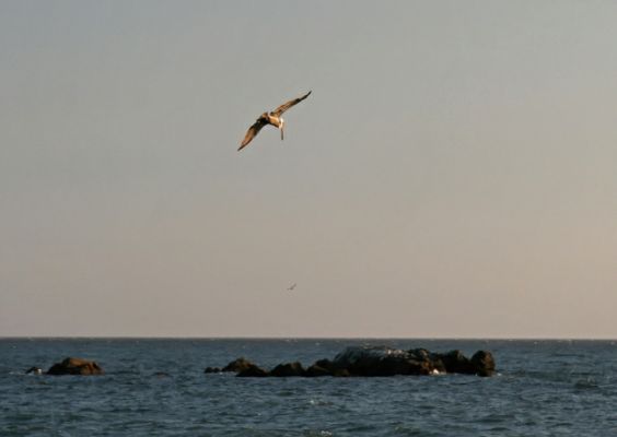 Brookings Pelikane
