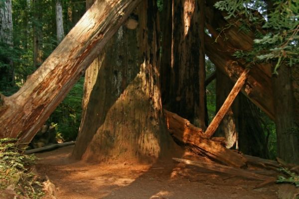 Stout Grove
