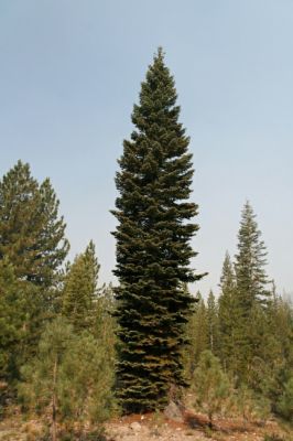Lassen Volcanis Tanne

