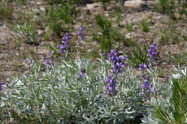 Lassen Volcanic Lupinen
