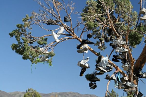 Shoe Tree
