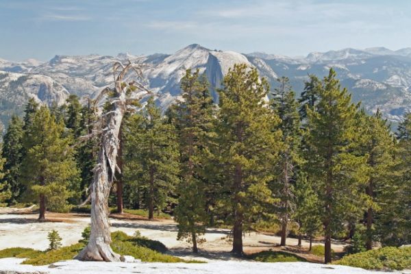 Half Dome
