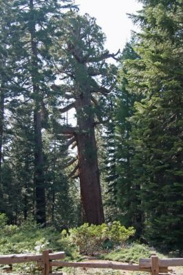 Mariposa Grove
