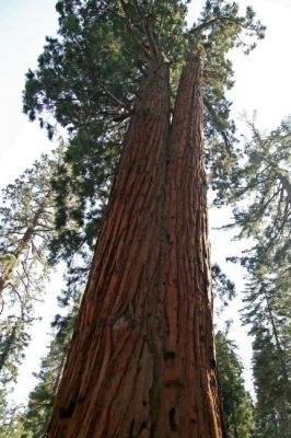 Mariposa Grove
