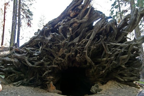 Mariposa Grove
