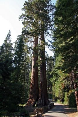 Mariposa Grove
