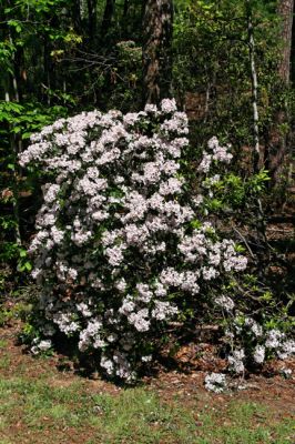 Unicoi Park Laurel Strauch
