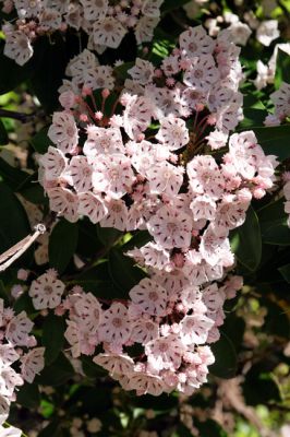 Unicoi Park Laurelblüten
