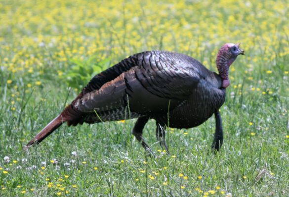 Turkey
