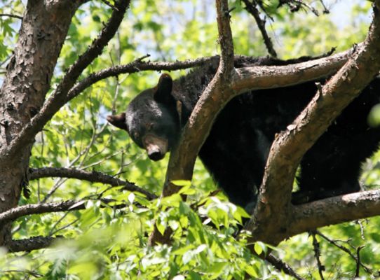 Bär im Baum
