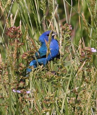 Indigo Bunting
