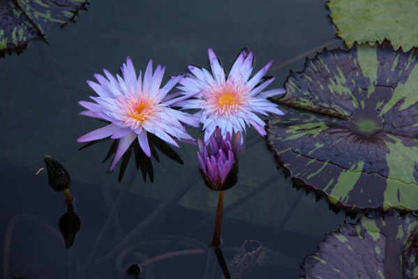 Getty Villa Seerosen
