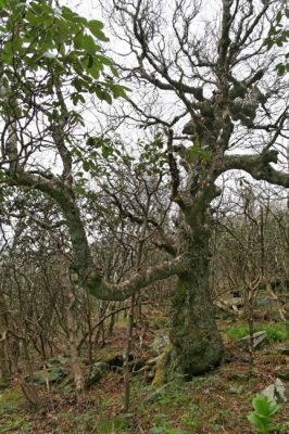 Birke bei Craggy Gardens
