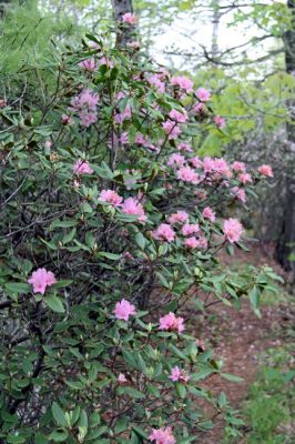 Rhododendron
