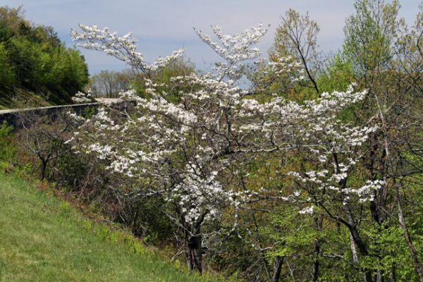 Blue Ridge Parkway, Dogwood
