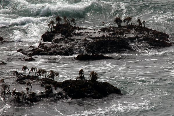 Pigeon Point Seetang
