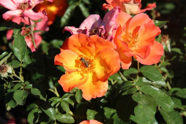 Gardens at Heather Farm
