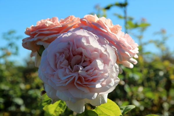 Gardens at Heather Farm
