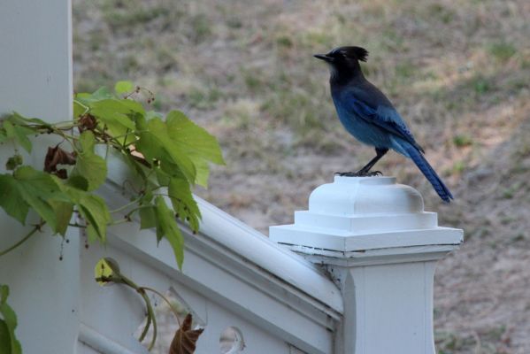 Wawona Hotel Porch Blue Jay
