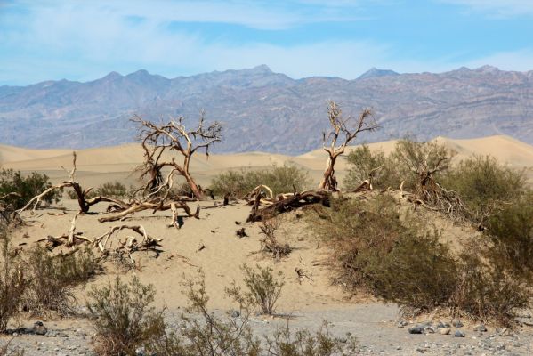 Death Valley Mesquite Sand Dunes

