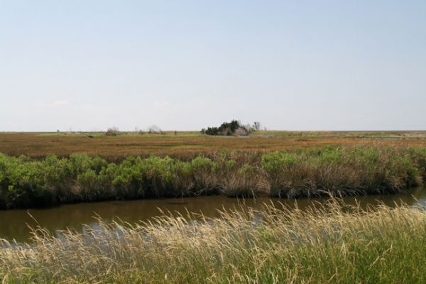 Cedar Island
