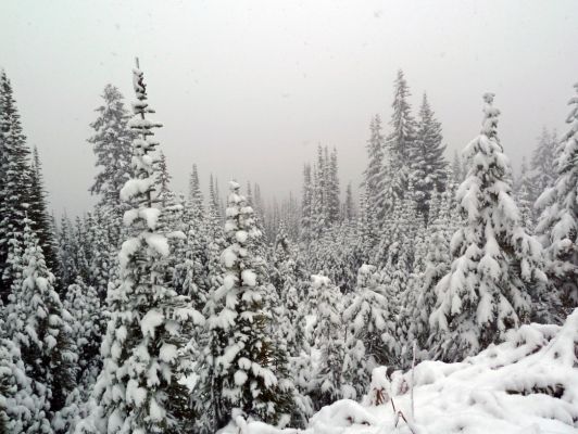 08 Winterwald
