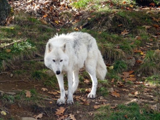 Parc Omega, Wolf
