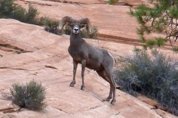 P1060499a_DxO_Zion_NP_Bighorn_Forum.jpg