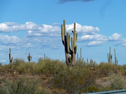 P1060842_DxO_Saguaros_vor_Phoenix_Forum.jpg