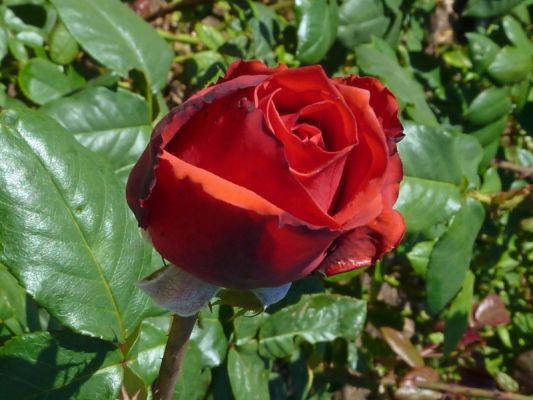 P1070075_DxO_San_Diego_Balboa_Park_Rose_Garden_Rose_Forum.jpg