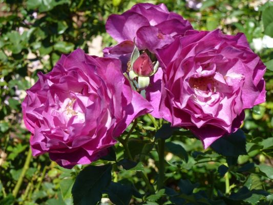 P1070079_DxO_San_Diego_Balboa_Park_Rose_Garden_Rosen_Forum.jpg