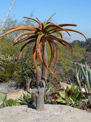 P1070081_DxO_San_Diego_Balboa_Park_Cactus_Garden_roter_Agavenbaum_Forum.jpg