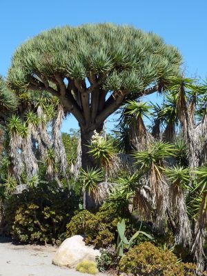 P1070088_DxO_San_Diego_Balboa_Park_Cactus_Garden_Forum.jpg