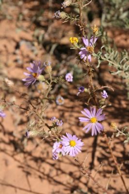 Aster
