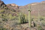 05_1017_Organ_Pipe_Cactus_NM2C_Ajo_Mountains_DxO_k2.jpg