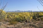 05_1019_Organ_Pipe_Cactus_NM2C_Palo_Verde_DxO_k2.jpg