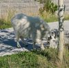 06_2418_Mt_Rushmore_NM.jpg