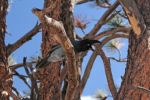 Brayce Canyon Stellar Jay