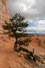 Bryce Canyon Fairyland Trail