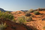 Coral Pink Sand Dunes