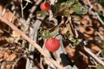 Beeren