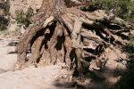 Tent Rocks Wurzel
