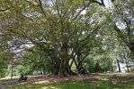 DSC00921_Auckland_Albert_Park_k~0.jpg