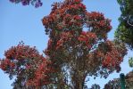 DSC00980 Warkworth Pohutukawa Baum_k