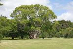 DSC01245a_Kerikeri_Park_am_Kerikeri_River_bereinigt_k.jpg