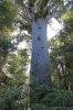 DSC01353 Tane Mahuta_k